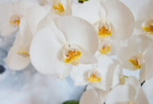 Photo of Concimare le orchidee: i segreti per una fioritura rigogliosa