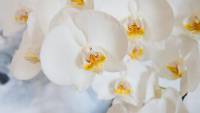 Photo of Concimare le orchidee: i segreti per una fioritura rigogliosa